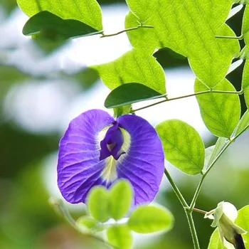  Thajsko Blue Butterfly Pea Originálne Detox Čisto Prírodné Sušeného Hrachu Kvet Simulácia Sušené Kvety